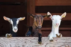 Syarat kambing aqiqah minimal berusia 1 tahun